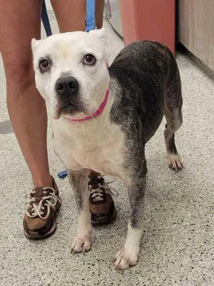 A senior large-sized female Brown / Chocolate Pit Bull Terrier dog named Shyla for adoption in Kansas City, MO
