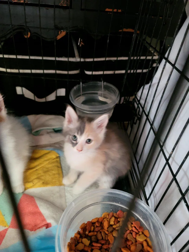 A baby small-sized female Domestic Medium Hair cat named Jean Grey for adoption in Heyburn, ID
