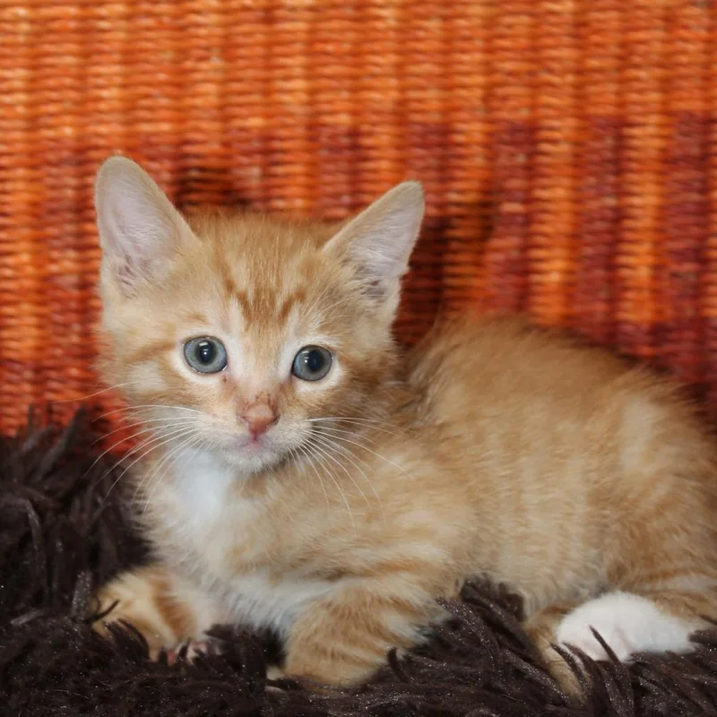 A baby small-sized male Domestic Short Hair cat named Jj for adoption in Auburn, AL