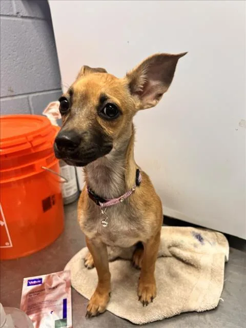A baby small-sized female Chihuahua dog named Honey for adoption in Woodland, CA