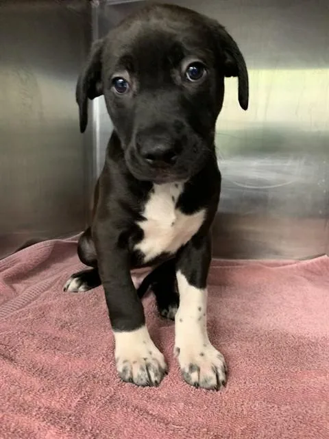 A baby small-sized male American Staffordshire Terrier dog named Mca for adoption in Grand Prairie, TX
