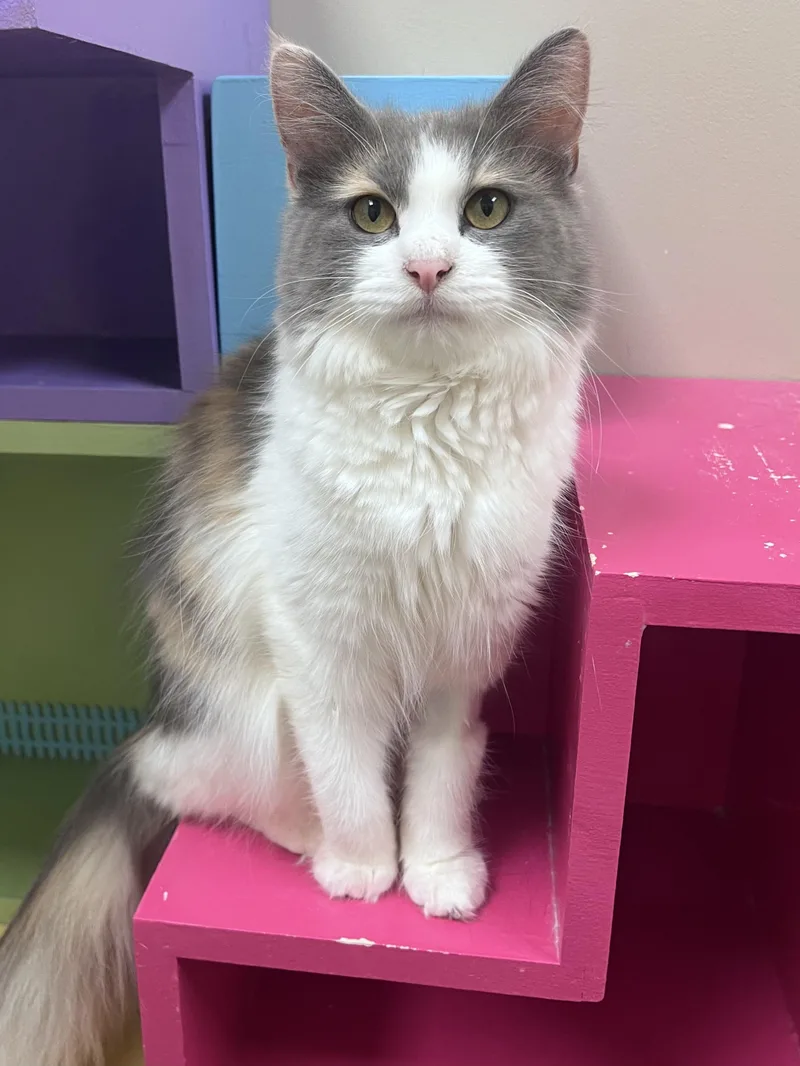 A young medium-sized female Dilute Calico Domestic Long Hair cat named Juliette for adoption in Arlington Heights, IL