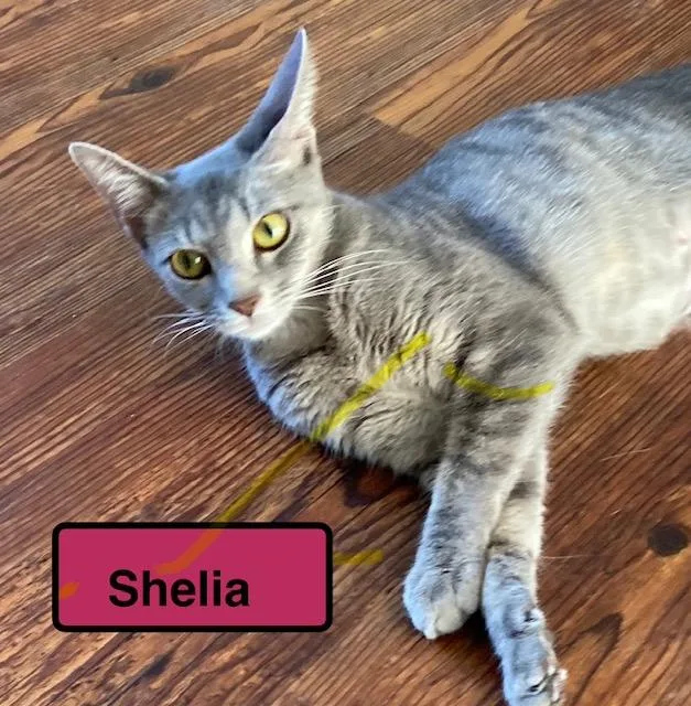 A young medium-sized female Domestic Short Hair cat named Sheila for adoption in Zimmerman, MN