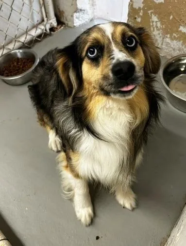 A young small-sized male Australian Shepherd dog named Low rider for adoption in Thompson Falls, MT