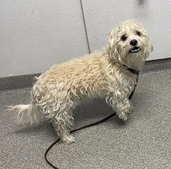 An adult medium-sized male West Highland White Terrier / Westie dog named Sir Scruffy for adoption in Escondido, CA