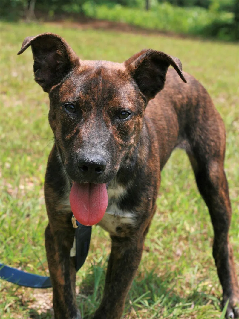A young medium-sized male Mountain Cur dog named John Boy for adoption in Attalla, AL