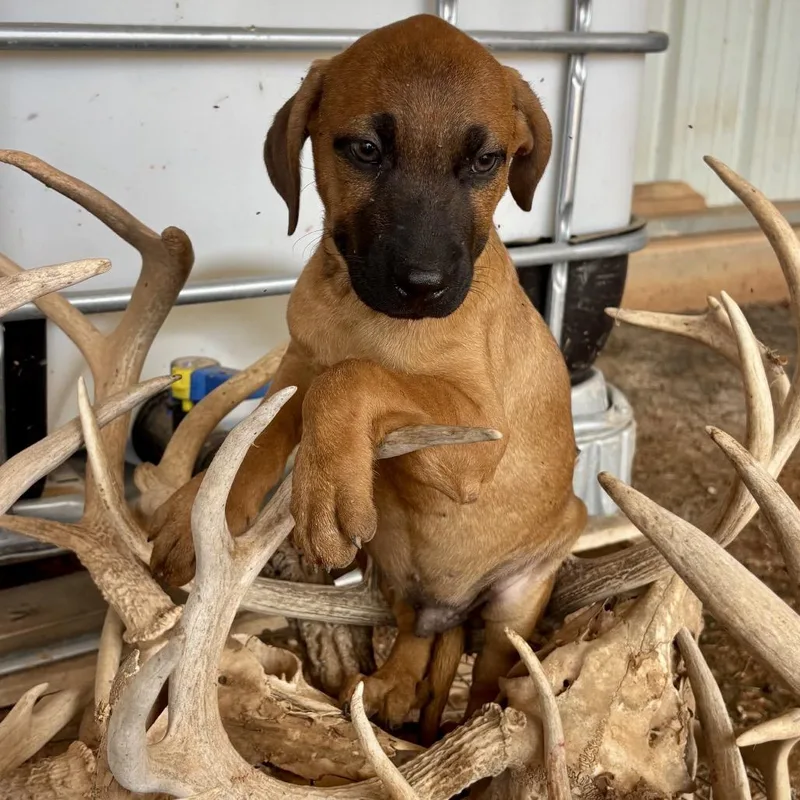A baby medium-sized male Mixed Breed dog named Set for adoption in Pearsall, TX