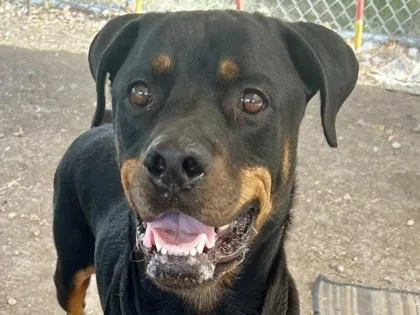 An adult large-sized male Bicolor Mixed Breed dog named Bradley for adoption in Georgetown, TX