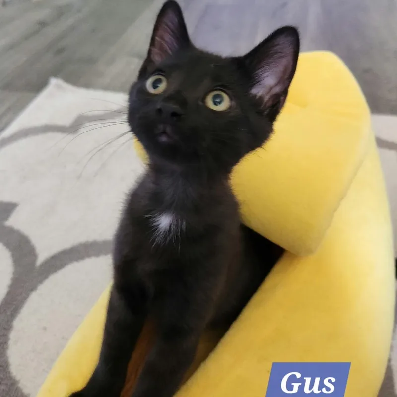 A baby small-sized male Black Domestic Short Hair cat named Gus for adoption in La Grange, KY