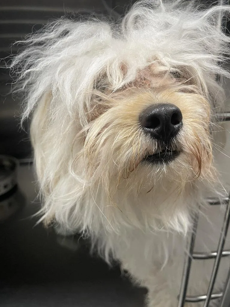 A young small-sized male Pomeranian dog named Max for adoption in Fremont, OH