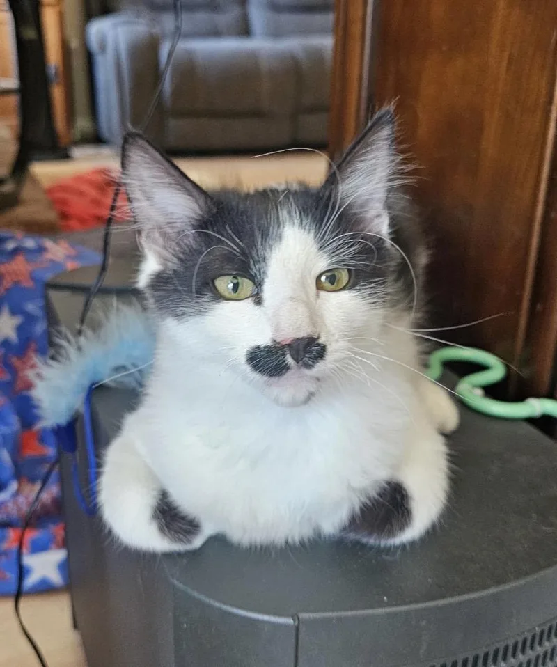 A baby medium-sized male Black & White / Tuxedo Tuxedo cat named Stash for adoption in Oakley, CA