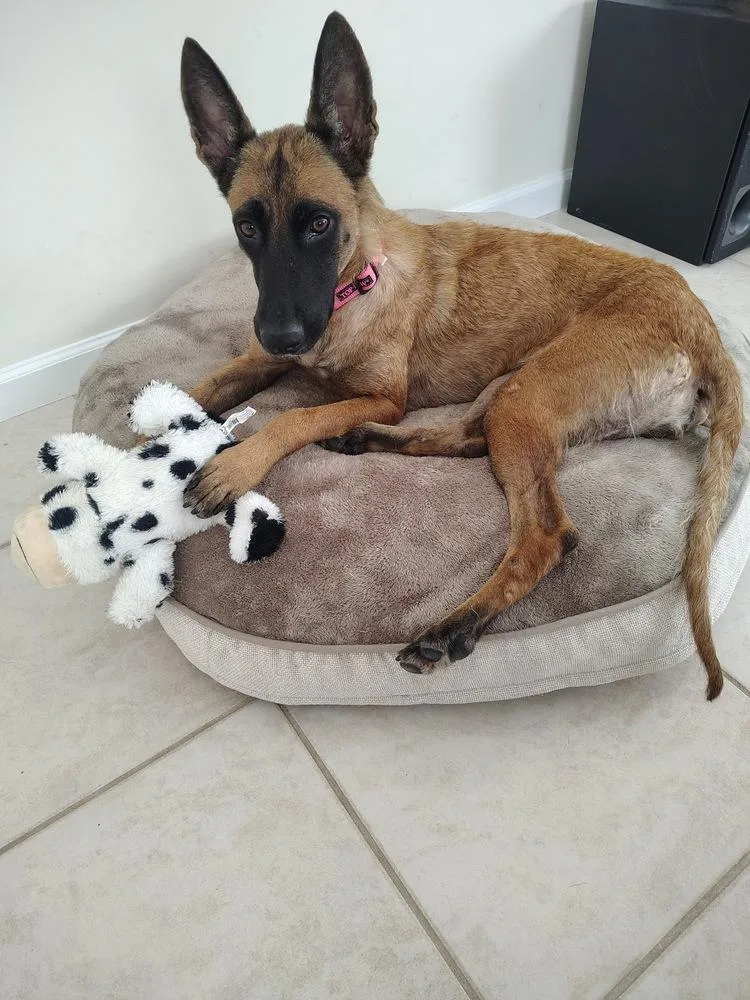 A young medium-sized female Tricolor (Brown, Black, & White) Belgian Shepherd / Malinois dog named Divi Located in for adoption in Imlay City, MI