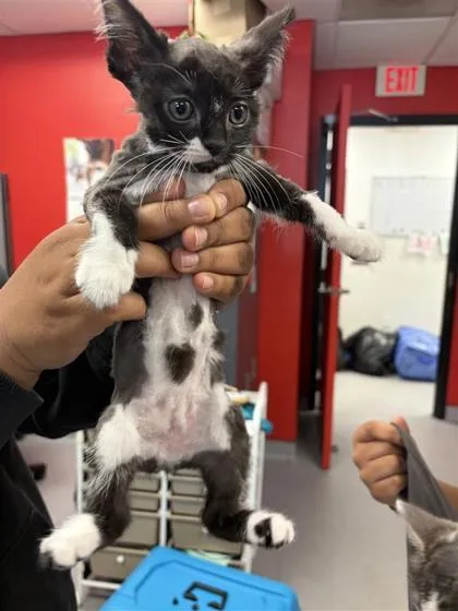 A baby small-sized female Domestic Short Hair cat named Gossamer for adoption in West Chester, PA