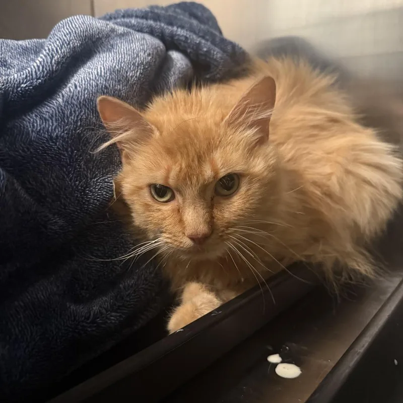 A young medium-sized female Orange / Red Domestic Medium Hair cat named Papaya for adoption in Louisville, KY