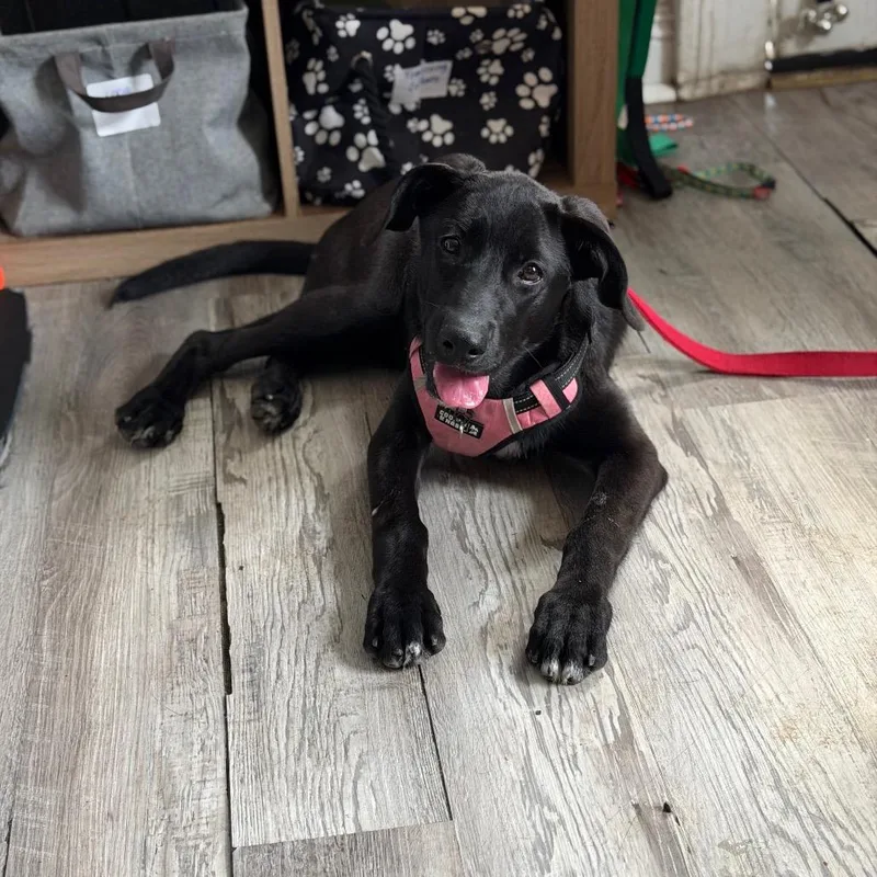 A baby large-sized female Black Labrador Retriever dog named Mouse for adoption in New Orleans, LA