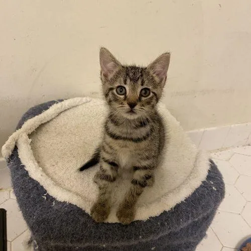 A baby small-sized female Tabby (Brown / Chocolate) Domestic Short Hair cat named Jambalaya for adoption in Toms River, NJ
