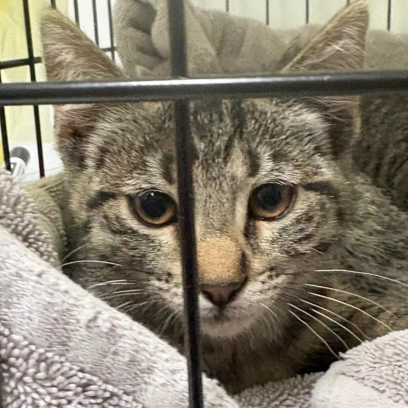 A baby small-sized female Gray / Blue / Silver Domestic Short Hair cat named Pashmina for adoption in Taos, NM