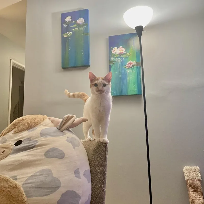 An adult large-sized male Orange / Red Domestic Short Hair cat named Ferrari for adoption in Evanston, IL