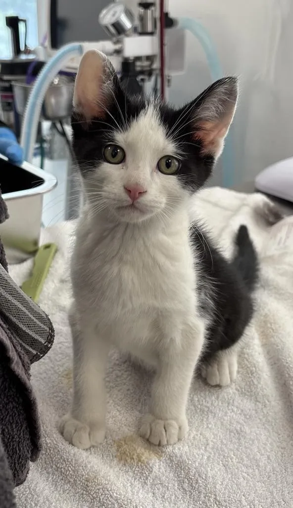 A baby small-sized male Domestic Medium Hair cat named Jaxen for adoption in Saint Paul, MN