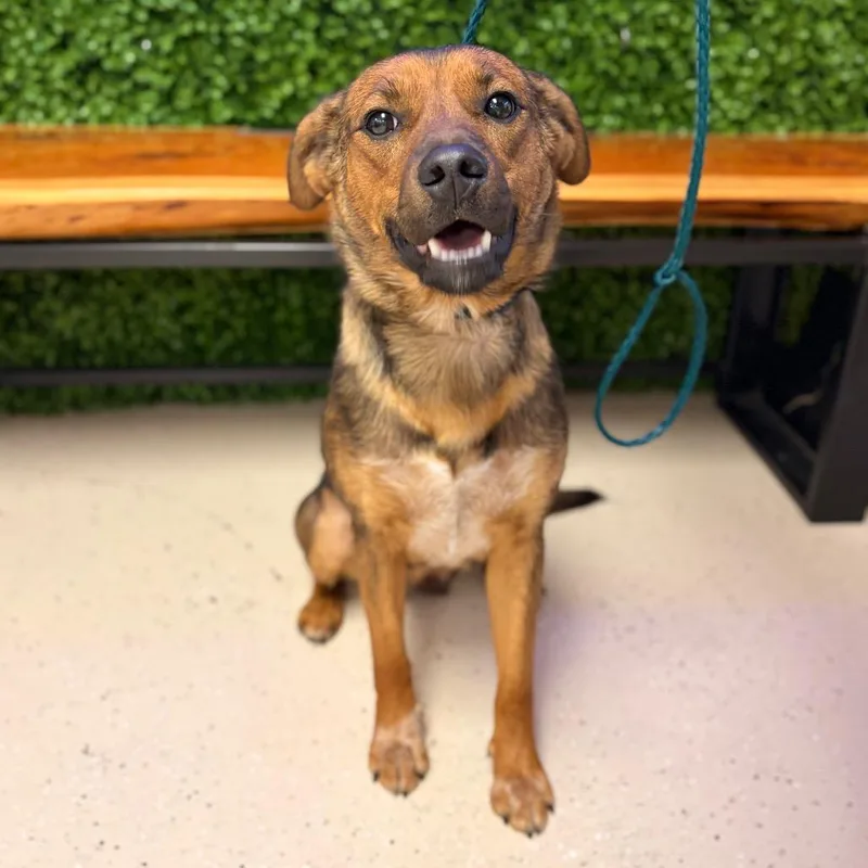 A young medium-sized female Brown / Chocolate Mixed Breed dog named Frida for adoption in Spokane, WA