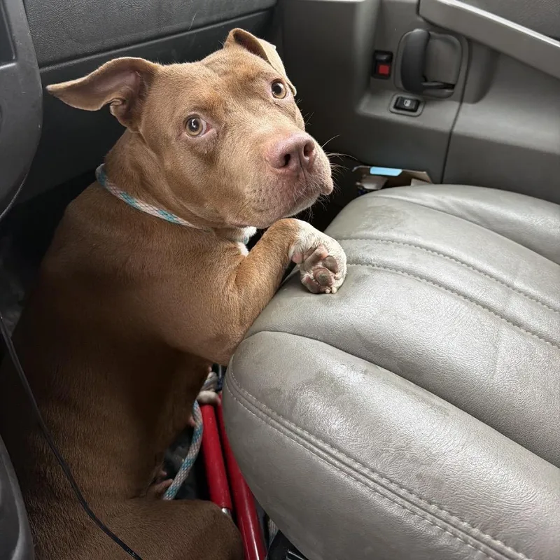 An adult medium-sized female Brown / Chocolate Terrier dog named Jumping Bean for adoption in St. Louis, MO