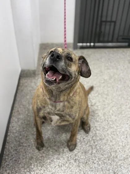 A senior extra large-sized female Mixed Breed dog named Hazel for adoption in Gastonia, NC
