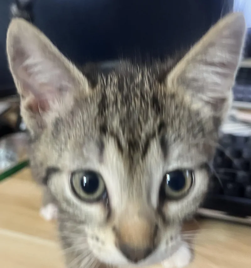 A baby small-sized male Tabby (Gray / Blue / Silver) Domestic Short Hair cat named Delta for adoption in Indianapolis, IN