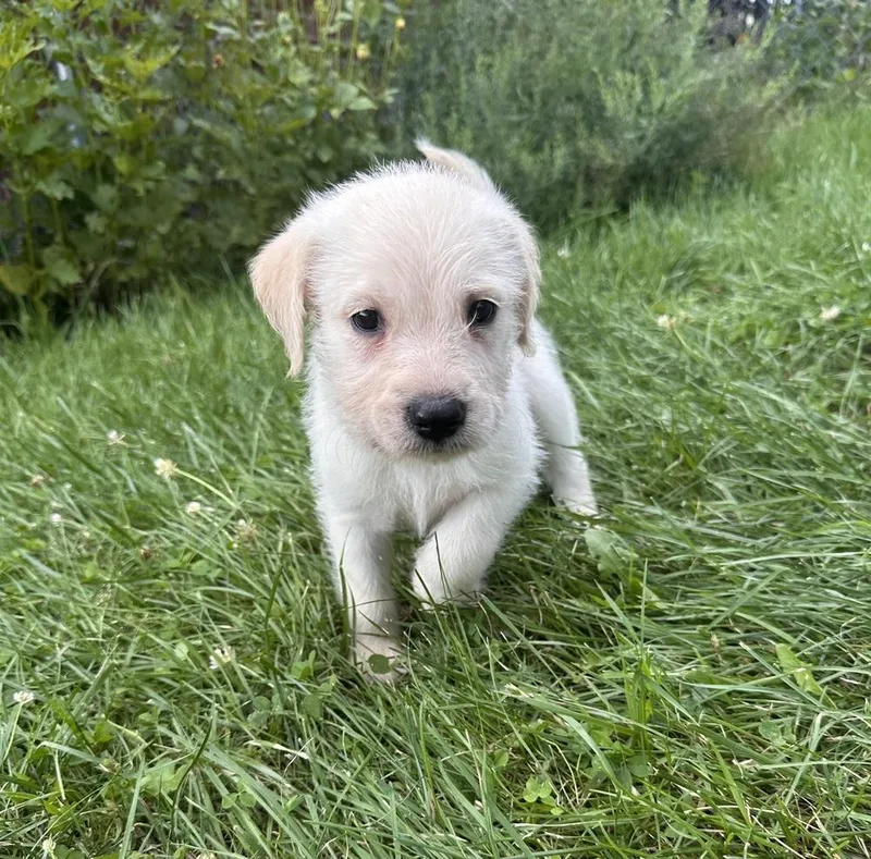 A baby large-sized male Hound dog named Curly Fry for adoption in Irwin, PA