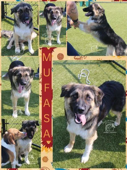 An adult medium-sized male Shepherd dog named Mufasa for adoption in Kenansville, NC