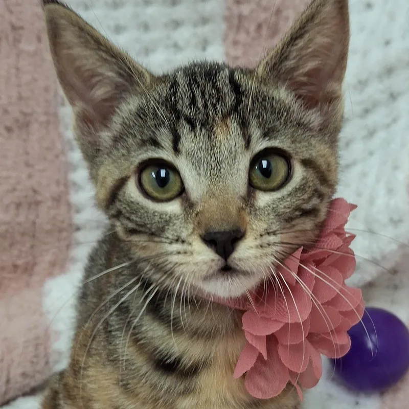 A baby small-sized female Calico cat named Doja for adoption in Yorba Linda, CA