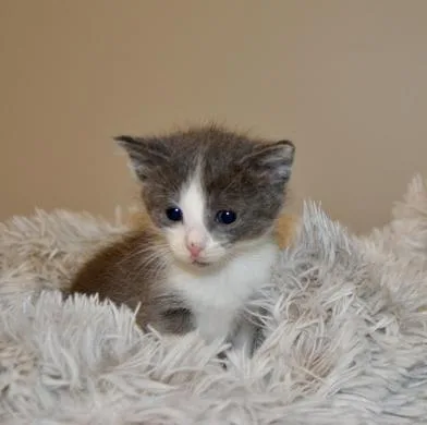 A baby medium-sized female Gray & White Domestic Short Hair cat named Moro for adoption in Liverpool, TX