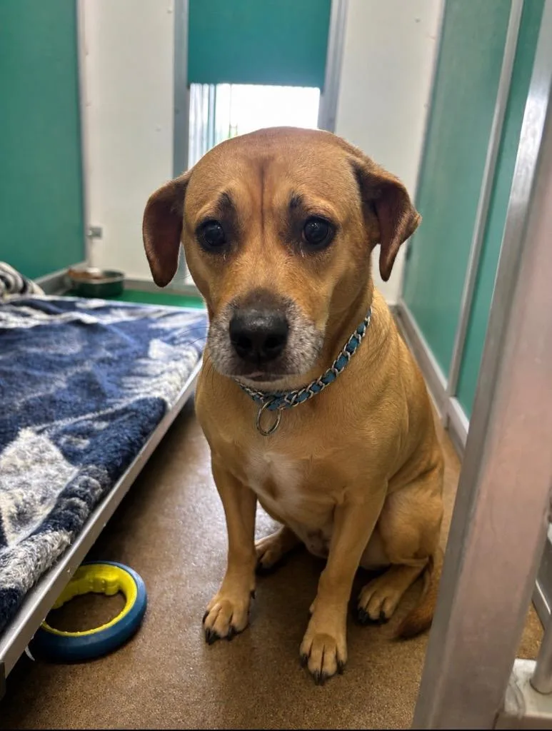 An adult medium-sized male Terrier dog named Loki for adoption in Wabash, IN