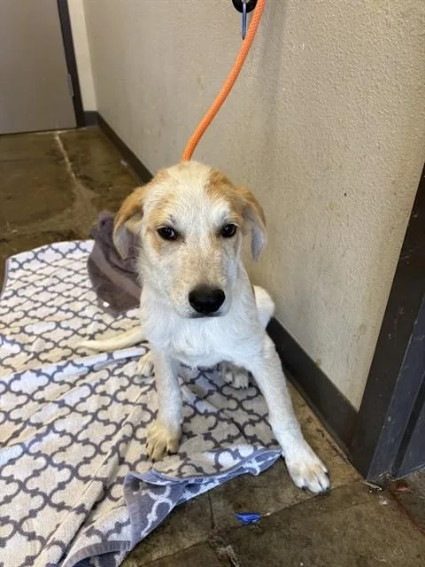 A baby small-sized male Australian Cattle Dog / Blue Heeler dog named Share for adoption in Ontario, CA