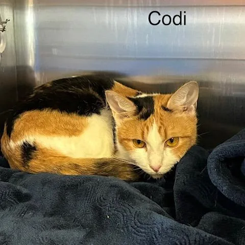 An adult medium-sized female Calico Domestic Short Hair cat named Codie for adoption in Knoxville, TN