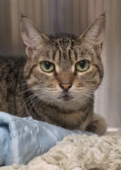 A senior extra large-sized female Domestic Short Hair cat named Wheeler for adoption in Aiken, SC