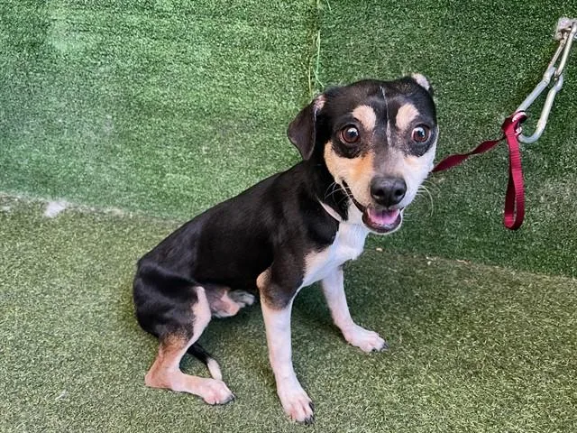 An adult small-sized male Chihuahua dog named Jasper for adoption in Lancaster, CA