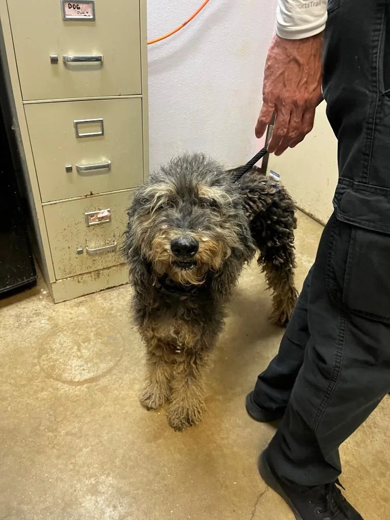 A young medium-sized female Poodle dog named Spina for adoption in New Braunfels, TX