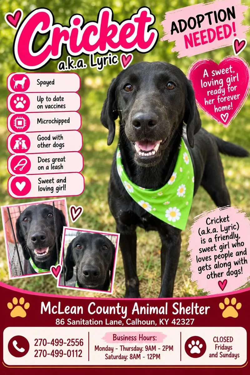 An adult medium-sized female Black Labrador Retriever dog named Lyric for adoption in Calhoun, KY