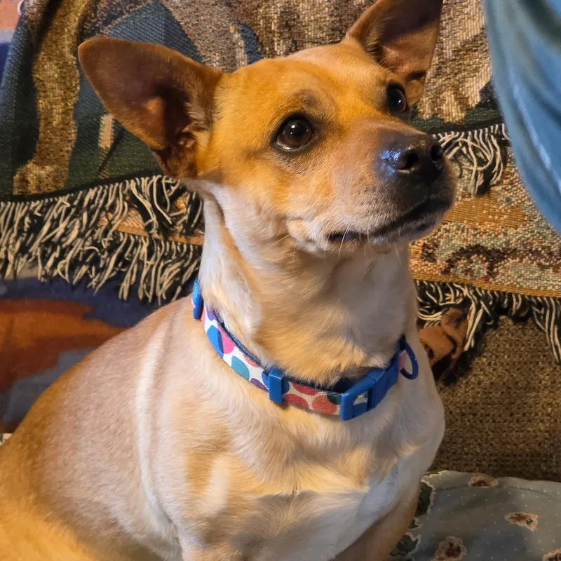 Scooby