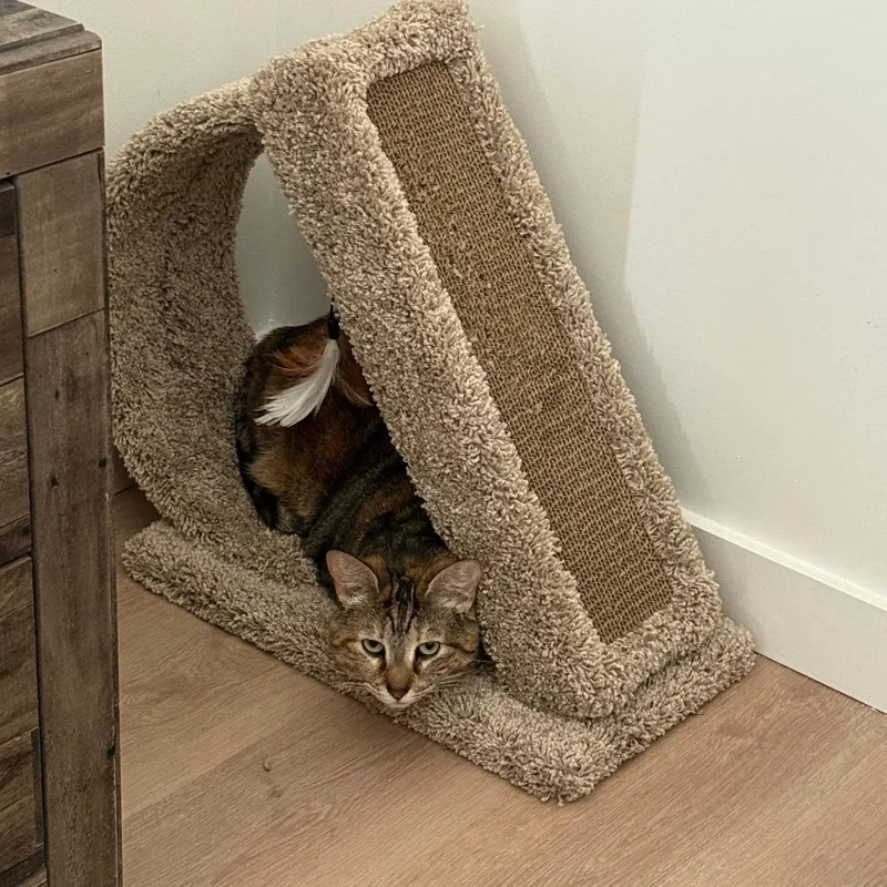 An adult extra large-sized female Brown / Chocolate Domestic Short Hair cat named Tati for adoption in West Palm Beach, FL