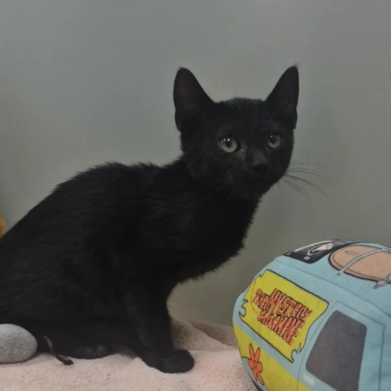 A baby small-sized male Black Domestic Short Hair cat named Oscar for adoption in Upland, CA