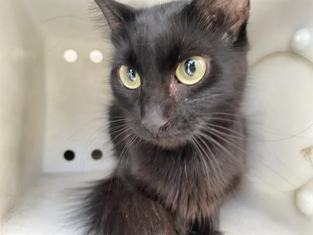 A young medium-sized female Domestic Medium Hair cat named Stellar for adoption in Garland, TX