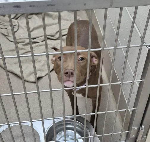 A young medium-sized female Pit Bull Terrier dog named Autumn for adoption in Decatur, IL