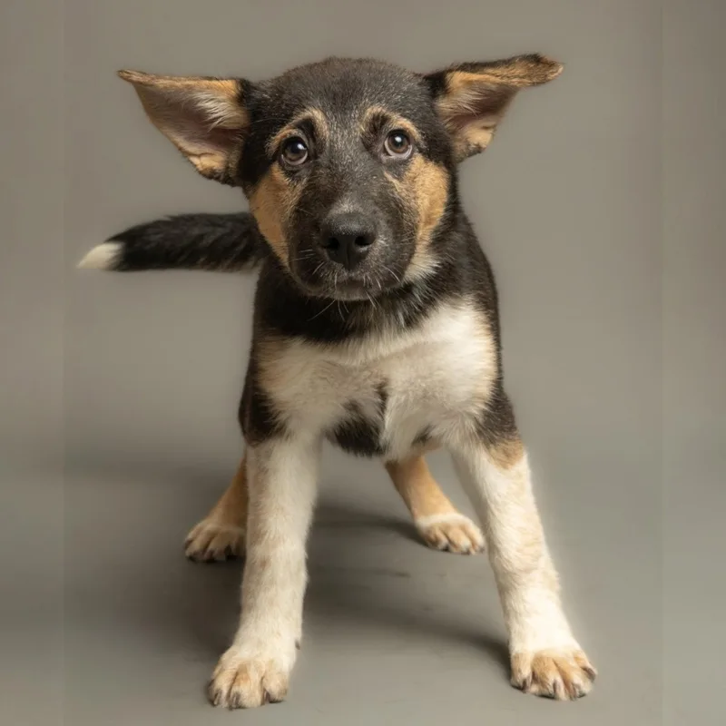 A baby medium-sized male German Shepherd Dog dog named Tony for adoption in Richardson, TX