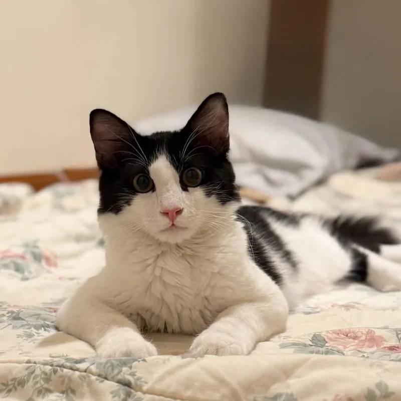 A baby medium-sized male Domestic Medium Hair cat named Nedward for adoption in State College, PA
