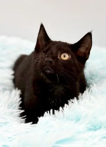 A baby medium-sized male Black Domestic Short Hair cat named Erc for adoption in Covington, LA