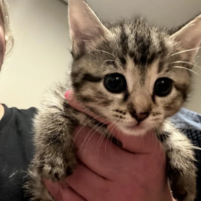 A baby small-sized female Brown / Chocolate Domestic Short Hair cat named A Lily for adoption in SANTA ROSA BEACH, FL