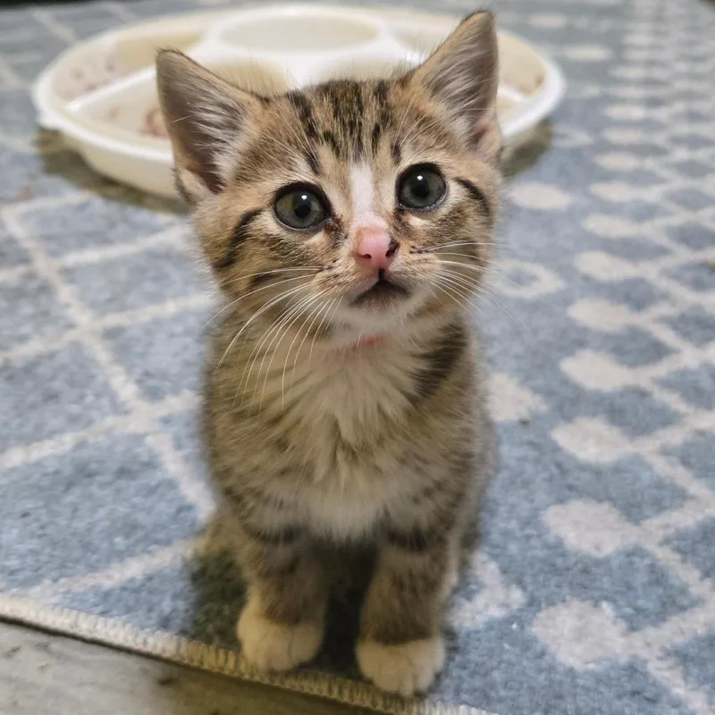 A baby small-sized female Brown / Chocolate Domestic Short Hair cat named Tibia for adoption in Brownsboro, AL