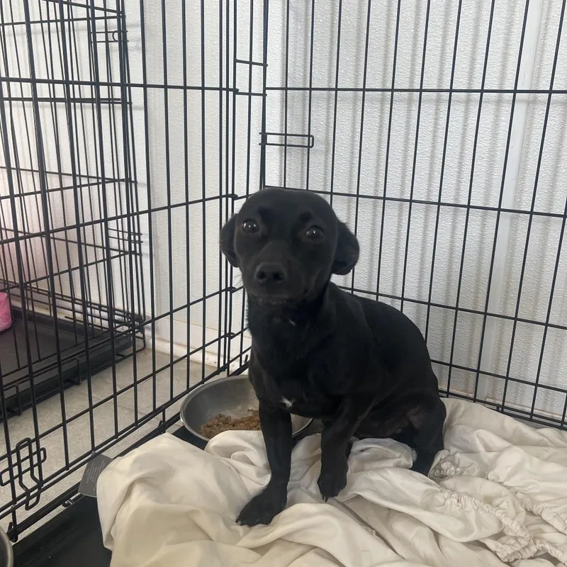 A young small-sized female Black Mixed Breed dog named Bella for adoption in LOXAHATCHEE, FL