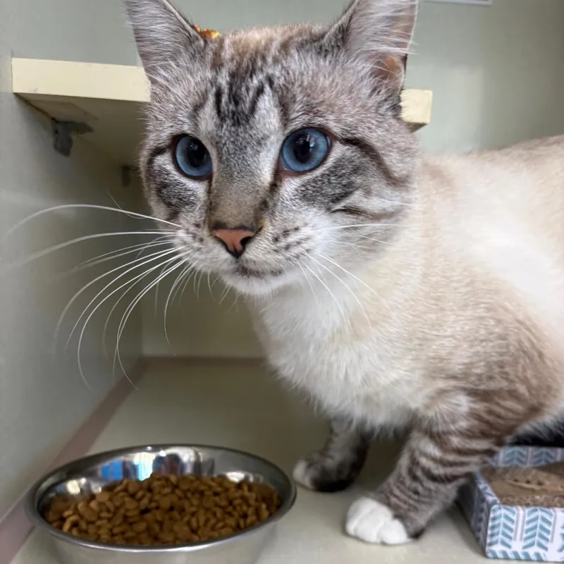An adult large-sized male Domestic Short Hair cat named Fishbone for adoption in St. Paul, MN